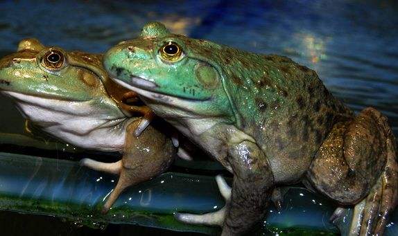 牛蛙为什么叫牛蛙牛蛙还叫什么